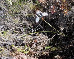 Moraea tripetala tripetala