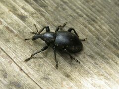 Liparus glabrirostris