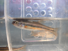 Chrosomus neogaeus