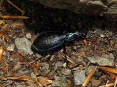 Carabus intricatus