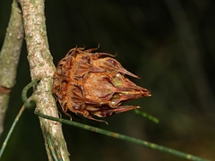 Cylindrococcus spiniferus