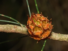 Cylindrococcus spiniferus