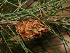 Cylindrococcus spiniferus