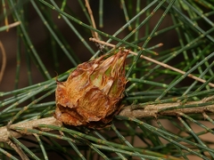 Cylindrococcus spiniferus