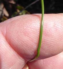 Moraea tripetala tripetala