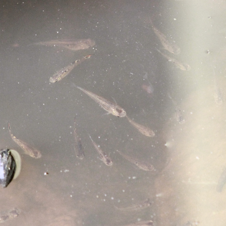 Micropoecilia picta