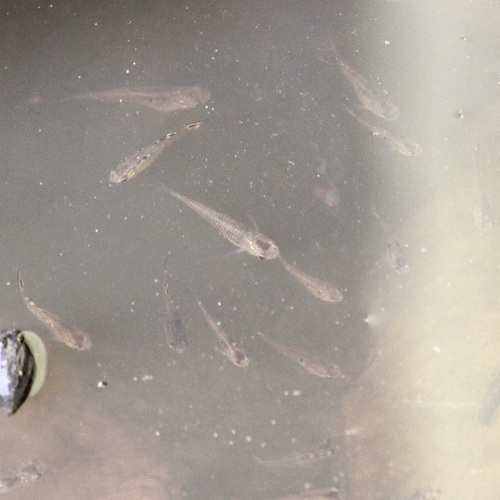 Micropoecilia picta