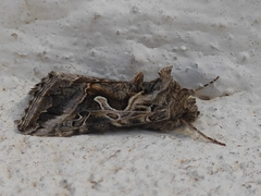 Cornutiplusia circumflexa