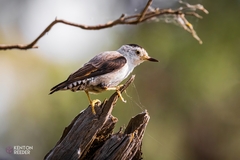 Daphoenositta chrysoptera