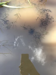 Potamogeton obtusifolius