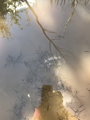 Potamogeton obtusifolius