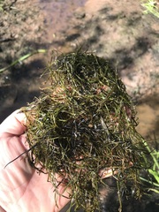 Potamogeton obtusifolius
