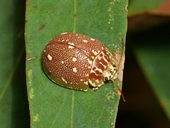 Paropsis aegrota