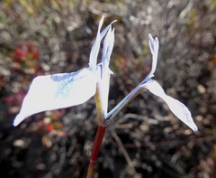 Moraea tripetala tripetala