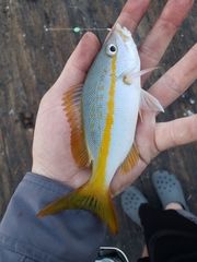 Ocyurus chrysurus
