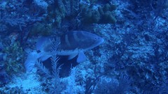 Epinephelus striatus