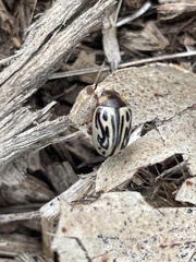 Zygogramma bicolorata