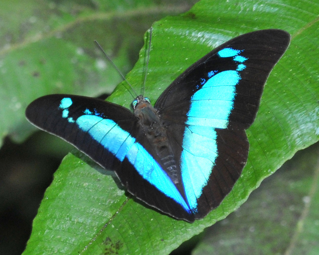 Prepona pheridamas