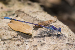 Argia munda