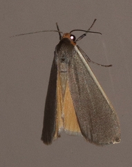 Palaeosia bicosta