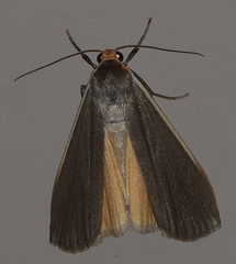 Palaeosia bicosta