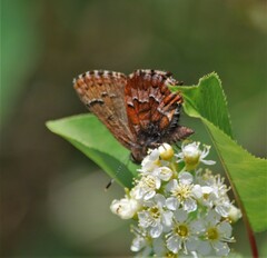 Callophrys niphon