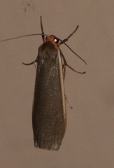 Palaeosia bicosta