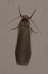 Palaeosia bicosta
