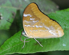 Mesoprepona pheridamas