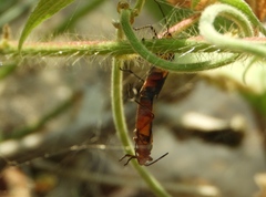 Oncopeltus guttaloides