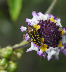 Acmaeodera scalaris
