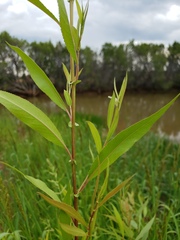 Populus angustifolia