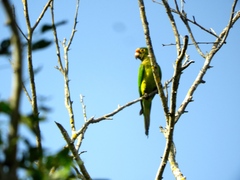 Eupsittula canicularis
