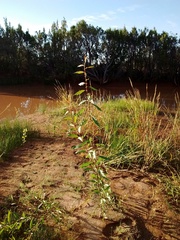 Populus angustifolia