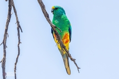 Psephotus varius