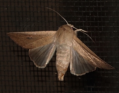 Mythimna convecta