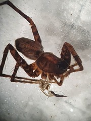 Pardosa lugubris