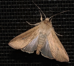 Mythimna convecta