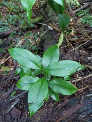 Myrceugenia planipes