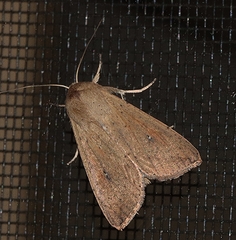Mythimna convecta