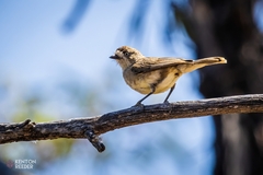 Aphelocephala leucopsis