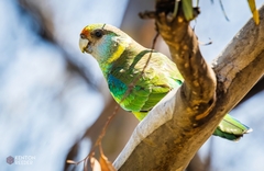 Barnardius zonarius barnardi