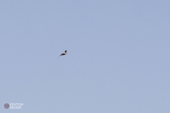 Cheramoeca leucosterna