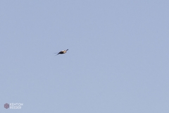 Cheramoeca leucosterna