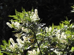 Weinmannia trichosperma