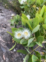 Angophora hispida