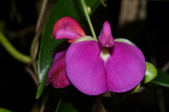 Canavalia bonariensis