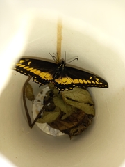 Papilio polyxenes americus