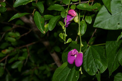 Canavalia bonariensis