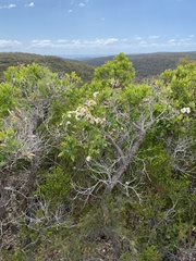 Angophora hispida